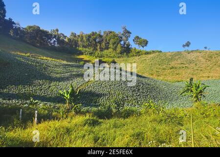 Plantation de cabanes en montagne dans la province de Mae Hong son, en Thaïlande. Banque D'Images