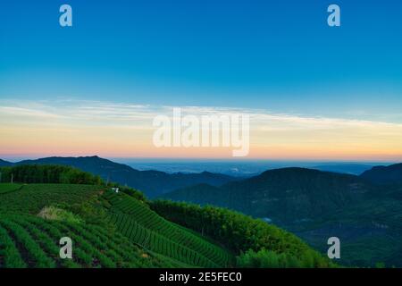 Plantation de thé agricole, propre et frais tôt le matin. Thé, bambou, arbre de noix de bétel, migration d'Egret de bétail, Chiayi County Meishan Township featur Banque D'Images