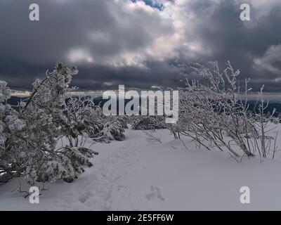 Sentier de randonnée pédestre avec empreintes de pas dans la neige profonde entre les buissons gelés et les conifères près de Schliffkopf, Allemagne avec vue panoramique sur la Forêt Noire. Banque D'Images