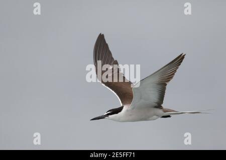 Sterne bridé (Onychopirion anaetpetus), Baie des Mirs, nord-est de Hong Kong 4 août 2016 Banque D'Images