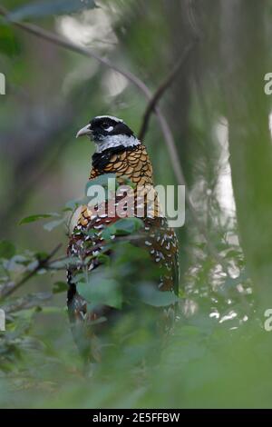 Reeves' Pheasant (Syrmaticus reevesii), homme, en végétation de bord de route, Dongzhai, province de Henan, Chine 22 juin 2016 Banque D'Images