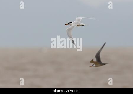 Sterne de Crested (Thalasseus bernsteini), estuaire de la rivière min, angle, province de Fujian, Chine 10 juin 2016 Banque D'Images