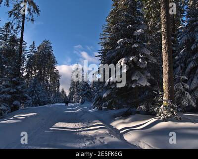 Les gens enjyoing la marche sur le sentier couvert de neige en hiver à travers la forêt avec des conifères près de Kniebis, Freudenstadt, Bade-Wurtemberg. Banque D'Images