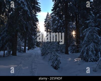 Chemin étroit dans la neige profonde avec empreintes de pas menant à travers la forêt de conifères enneigés près de Kniebis, Freudenstadt, Allemagne dans la Forêt Noire. Banque D'Images