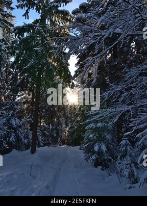 Chemin étroit dans la neige profonde menant à travers la forêt dense d'épinettes de conifères couvertes de neige près de Kniebis, Freudenstadt, Allemagne dans la Forêt Noire. Banque D'Images