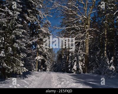 Magnifique paysage d'hiver avec chemin menant à travers une forêt avec des arbres enneigés près de Kniebis, Freudenstadt, Allemagne dans les collines de la Forêt Noire. Banque D'Images