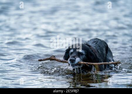 Portrait d'un chien noir souriant heureux tout en récupérant Stick dans l'eau au bord du lac. Un ancien Golden Retriever et Border Collie Mix. Banque D'Images