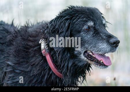 Portrait d'un chien noir souriant heureux tout en récupérant Stick dans l'eau au bord du lac. Un ancien Golden Retriever et Border Collie Mix. Banque D'Images