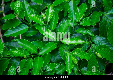Vue de dessus des jeunes feuilles de l'arbre de café qui ont germé de nouveaux sommets. Banque D'Images