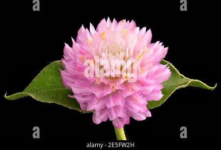 Gros plan Globe Amaranth ou Bachelor bouton fleur tête isolée sur fond noir Banque D'Images