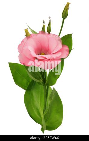 Fleur de lisianthus rose avec feuilles et tige isolatées sur blanc noir Banque D'Images