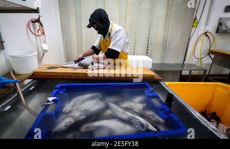 Un membre du personnel de Midland Fish à Fleetwood coupe un poisson alors qu'il le prépare à la vente sur les quais de Fleetwood, dans le Lancashire. L'introduction de nouveaux contrôles et de nouvelles formalités depuis la fin de la période de transition du Brexit le 31 décembre a causé d'énormes perturbations aux exportations de poisson et de fruits de mer frais vers l'UE, les producteurs devenant de plus en plus frustrés par l'absence d'action gouvernementale. Date de la photo: Jeudi 28 janvier 2021. Banque D'Images