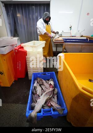 Un membre du personnel de Midland Fish à Fleetwood coupe un poisson alors qu'il le prépare à la vente sur les quais de Fleetwood, dans le Lancashire. L'introduction de nouveaux contrôles et de nouvelles formalités depuis la fin de la période de transition du Brexit le 31 décembre a causé d'énormes perturbations aux exportations de poisson et de fruits de mer frais vers l'UE, les producteurs devenant de plus en plus frustrés par l'absence d'action gouvernementale. Date de la photo: Jeudi 28 janvier 2021. Banque D'Images