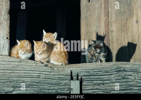 Chats dans une ville dans le conseil de l'Aller dans les Asturies, Espagne.dans la photo il ya quatre chats, trois chats orange et blanc et un chat noir. Chats sont Banque D'Images