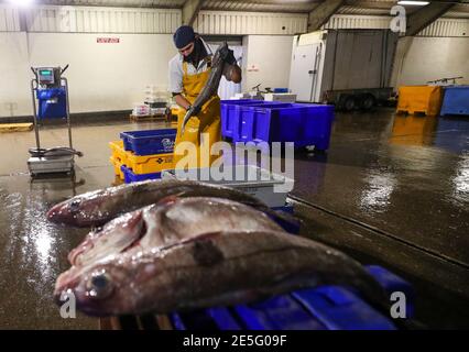 Un membre du personnel de Midland Fish à Fleetwood prépare le poisson à la vente sur les quais de Fleetwood, dans le Lancashire. L'introduction de nouveaux contrôles et de nouvelles formalités depuis la fin de la période de transition du Brexit le 31 décembre a causé d'énormes perturbations aux exportations de poisson et de fruits de mer frais vers l'UE, les producteurs devenant de plus en plus frustrés par l'absence d'action gouvernementale. Date de la photo: Jeudi 28 janvier 2021. Banque D'Images