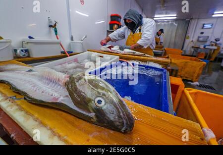 Un membre du personnel de Midland Fish à Fleetwood prépare le poisson à la vente sur les quais de Fleetwood, dans le Lancashire. L'introduction de nouveaux contrôles et de nouvelles formalités depuis la fin de la période de transition du Brexit le 31 décembre a causé d'énormes perturbations aux exportations de poisson et de fruits de mer frais vers l'UE, les producteurs devenant de plus en plus frustrés par l'absence d'action gouvernementale. Date de la photo: Jeudi 28 janvier 2021. Banque D'Images