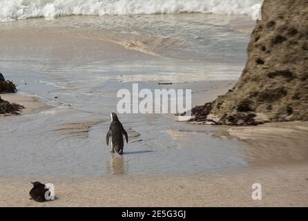 Jackass Penguins sur la plage Banque D'Images