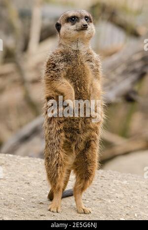 Meercat - Suricata suricata, petits carnivores populaires des savanes africaines, Namibie. Banque D'Images