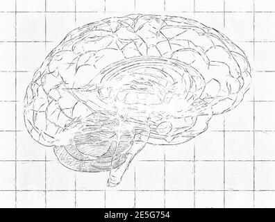 Cerveau humain - Lignes blanches de l'arrière-plan de renouveau Banque D'Images