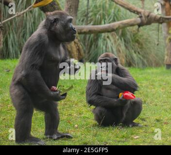 Zoo fait appel à l'aide pour le coût des achats pour les amateurs de légumes les plus sauvages de Londres alors que la veganiree arrive à la fin. Il coûte 1 million de livres par mois pour nourrir et prendre soin des 20.000 animaux à Londres et Whipsnade zoos , c'est beaucoup d'argent que les portes sont fermées au public en raison de l'enfermement . Kathryn England, chef de la direction du zoo de Londres ZSL, a déclaré , nous appelons le public une fois de plus à soutenir notre soin animal continu pendant ce troisième confinement - notre collecteur de fonds , lancé par Sir David Attenborough , est en direct à www.zsl.org/donate et les gens peuvent contribuer n'importe quel montant à aider ... Banque D'Images