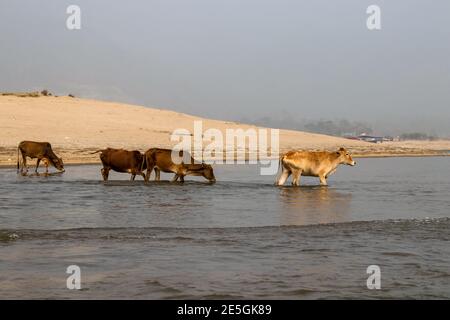 Quatre vaches dans l'eau en une ligne sur le plage de la mer Banque D'Images