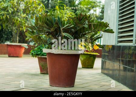 Cinq petits grands et de nombreux types de Flowerpot sur le sol Banque D'Images