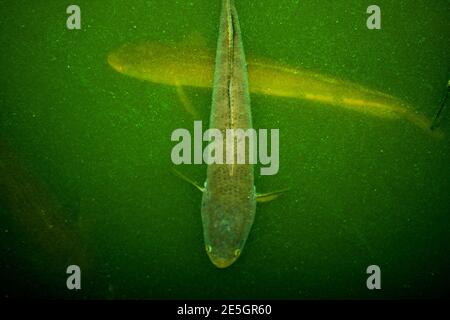 Le Channa marulius de la famille des Channidae dans le bleu eau Banque D'Images