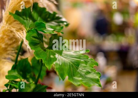 marché des plantes de maison, vente de fleurs. fleurs et plantes vertes en pots pour la décoration de jardin et de maison au marché des fleurs Banque D'Images