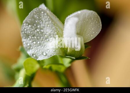 fleurs de petits pois blancs en gros plan. bricolage jardinage à la maison Banque D'Images