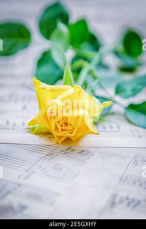 Rose jaune sur fond flou des notes Banque D'Images