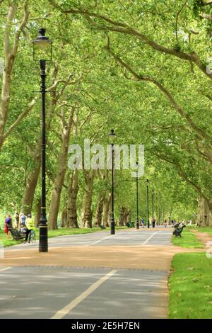 Route à treelined à Hyde Park, Londres Banque D'Images