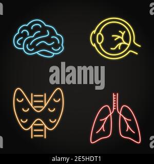 Icône néon des organes internes humains définie en style ligne. Symboles de la thyroïde, du globe oculaire, du cerveau et des poumons. Illustration vectorielle. Illustration de Vecteur