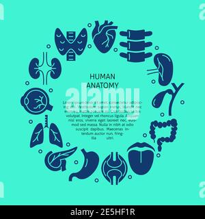 Bannière médicale avec symboles des organes internes et place pour le texte. Affiche de science de l'anatomie humaine avec cadre rond. Illustration vectorielle. Illustration de Vecteur