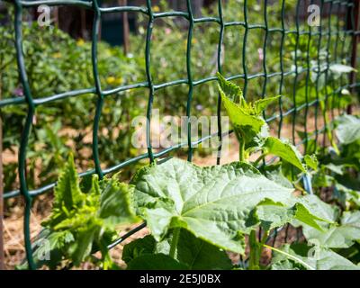 Le filet en plastique est utilisé comme treillis dans le culture de concombres Banque D'Images