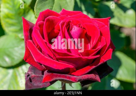 Rose 'Deep Secret' (rosa) plante de buisson de thé hybride à fleurs d'été avec une double fleur rouge d'été de juin à septembre, photo de stock Banque D'Images