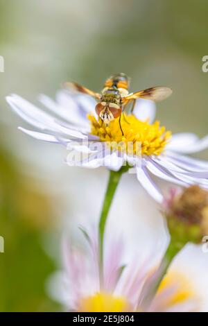 Dronefly - Eristalis tenax - reposant sur une fleur marguerite - Leucanthemum vulgare Banque D'Images