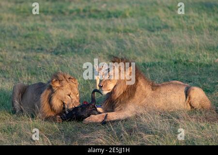 Deux lions mâles avec leur mort de Wildebeest étant regardés par un jackal dans la Mara de Masai, au Kenya Banque D'Images