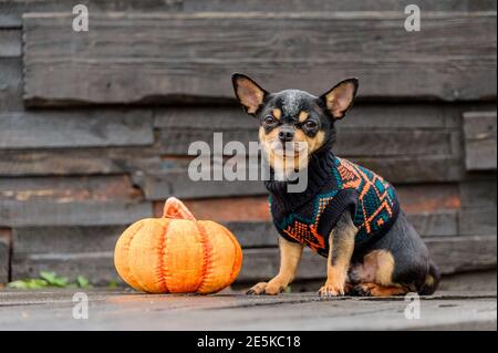 chien pedigree chihuahua vêtements à l'extérieur. Chihuahua habillé. Halloween. Automne et Halloween Banque D'Images
