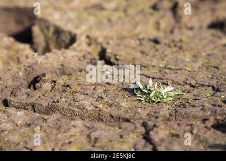 Texture de la terre de sécheresse, étés secs, sol craqué, sol sur le terrain, terre craquée floue. Concept de réchauffement de la planète et d'effet de serre. Banque D'Images