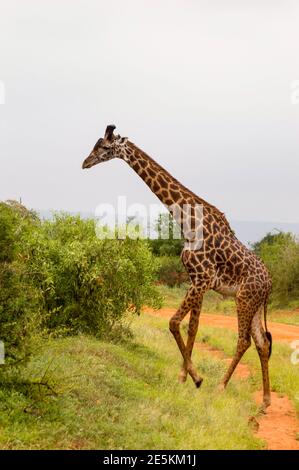 Girafe isolée à Tsavo West Park Kenya Banque D'Images