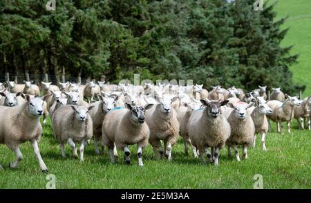 Troupeau d'agneaux de texel sired hors du nord de l'Angleterre mule ewes. Banque D'Images