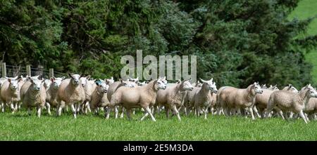 Troupeau d'agneaux de texel sired hors du nord de l'Angleterre mule ewes. Banque D'Images