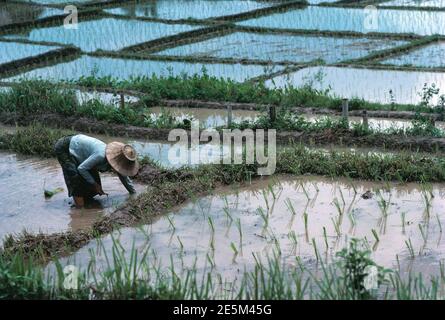 Thaïlande. Agriculture. Femme plantant du riz dans un champ de paddy. Banque D'Images