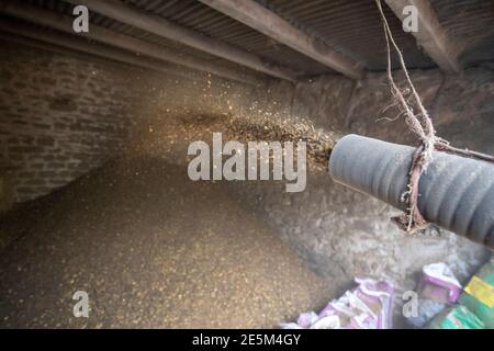 Soufflage de l'alimentation du bétail dans une grange, North Yorkshire, Royaume-Uni. Banque D'Images