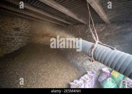 Soufflage de l'alimentation du bétail dans une grange, North Yorkshire, Royaume-Uni. Banque D'Images