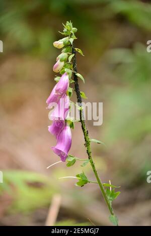 Digitalis purpurea plante sauvage recouverte d'insectes Banque D'Images