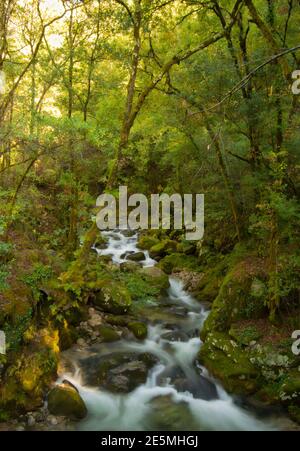 Une petite rivière profonde dans la forêt de Galice, Espagne Banque D'Images