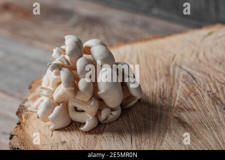 Champignons d'huîtres crus sur la coupe transversale du grand vieux arbre sur une table rustique. Banque D'Images