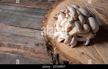 Champignons d'huîtres crus sur la coupe transversale du grand vieux arbre sur une table rustique. Banque D'Images