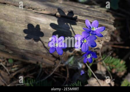 Gros plan des fleurs de printemps bleues qui fleurissent dans la forêt de printemps. Banque D'Images